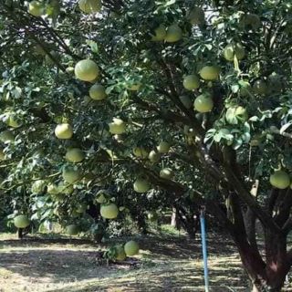 Cây 🌲 Bưởi Long ( siêu sớm) xưa