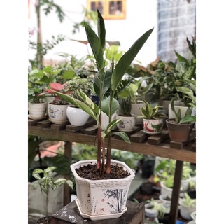 Chậu chuối thiên điểu