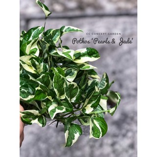 Trầu Bà Sữa (Chậu Siêu To)