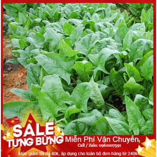 Hạt Giống Cải Bó Xôi Chịu Nhiệt