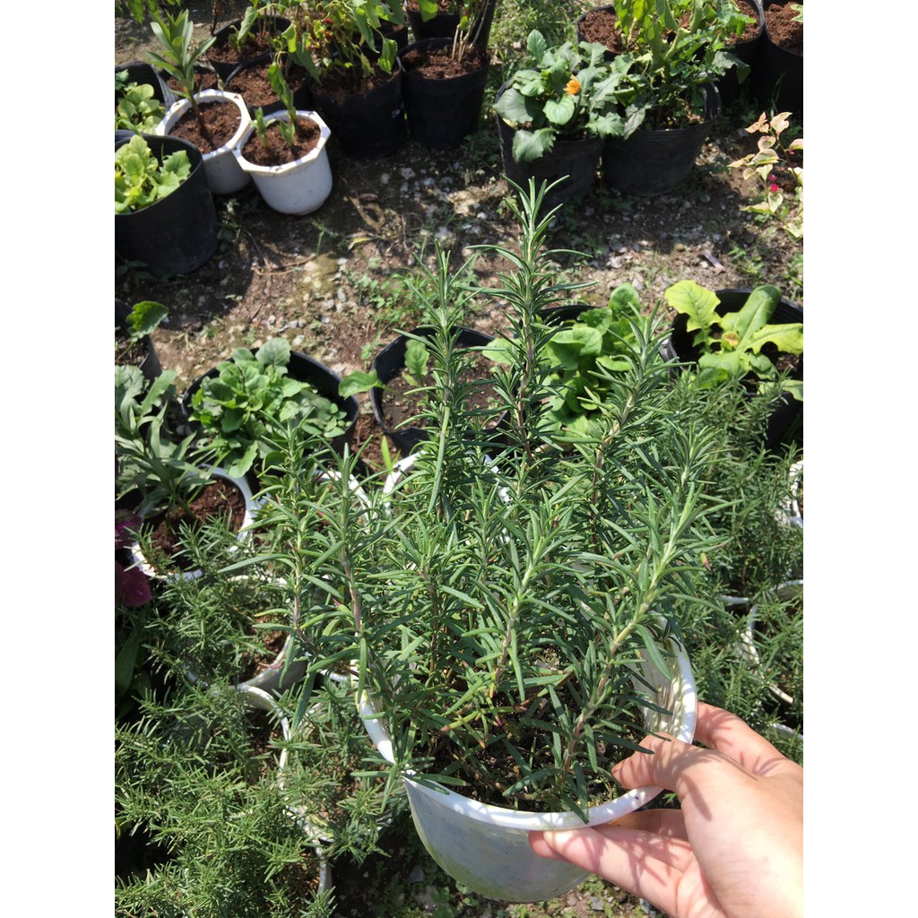 Chậu cây hương thảo - Rosemary - Rosmarinus officinalis L.