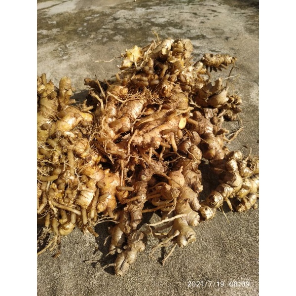 Củ gừng gió tươi 1 ký