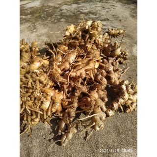 củ gừng gió tươi 1 ký