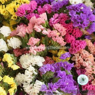 20GR 3500.HẠT Hạt Giống Hoa Salem Mix Màu (| -KD: B36*V44)