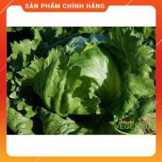 Hạt giống xà lách Mỹ