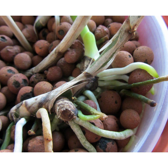 1kg Viên đất nung keramzit - Sỏi nhẹ trồng cây