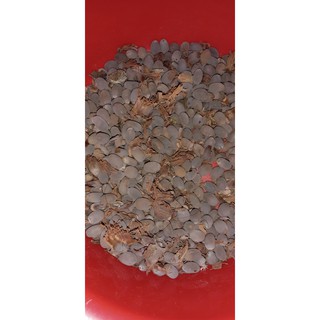 Sen bách diệp 100g hạt già