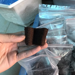 10 mút ươm ki Hà lan