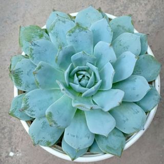 Sen đá Ngọc Trinh ( hàng hiếm) số lượng có hạn