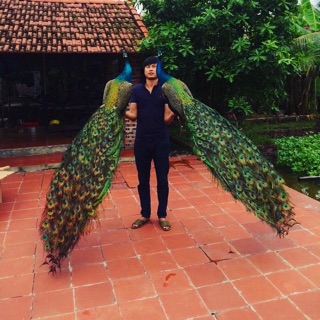 Lông công thật 100%  chiều dài 100cm [ sỉ từ 100 lông ]