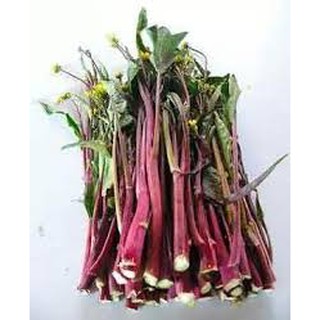 Hạt giống cải ngồng đỏ 10gr