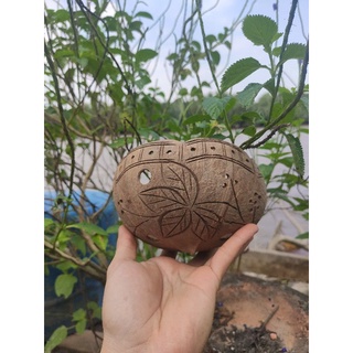 Chậu Trồng Cây Gáo Dừa Hình Cánh Hoa | Chậu Trồng Lan Hình Cánh Sen