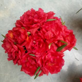 mười giờ đỏ rất hiếm.