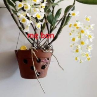LAN RỪNG KIỀU VUÔNG (1cụm )