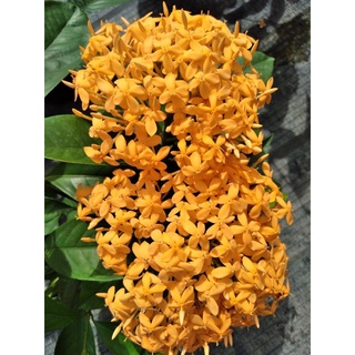 (1 chậu) Cây bông trang mỹ cam vàng ( hoa mẫu đơn )