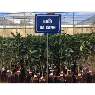 Cây bưởi da xanh