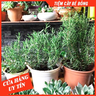 CÂY HƯƠNG THẢO (SIDE TRUNG)