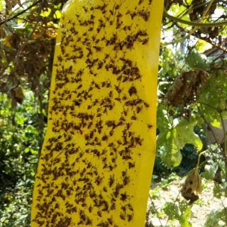 Miếng bẫy ruồi vàng 20 miếng