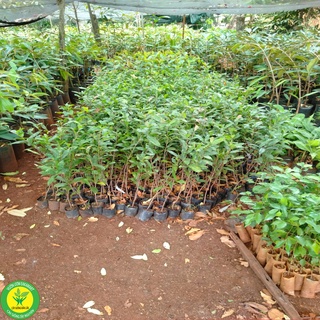 1 cây mai vàng quấn rễ (cao 50cm)
