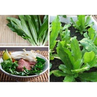 Hạt giống ngò gai
