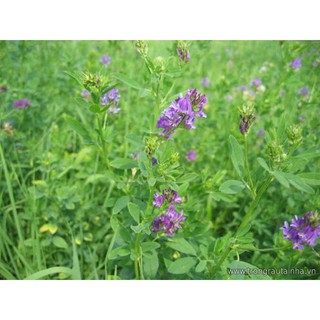 Hạt giống cỏ  chăn nuôi ALFALFA Linh Lăng - Cỏ Họ Đậu (gói 50g) - Hạt giống Cỏ Chăn Nuôi Trâu,bò,lợn,gà,cá...