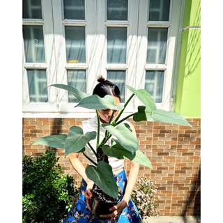 Trầu Bà Kiếm Bạc | Philodendron Hastatum