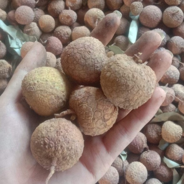 500g Vải thiều sấy khô [LOẠI 1 - FREESHIP 50K] chuẩn hàng Lục Ngạn, Bắc Giang, hạt nhỏ, cùi dày, ngon ngọt | BigBuy360 - bigbuy360.vn