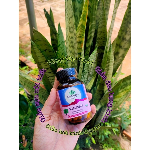 Viên cân bằng nội tiết tố Shatavari Organic India - Lọ 60v