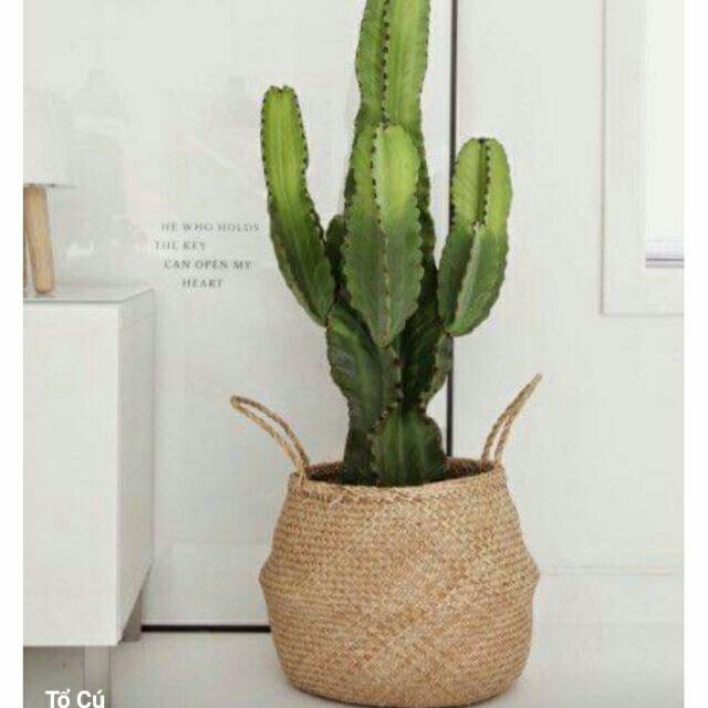 Túi bụng cói trồng cây fi