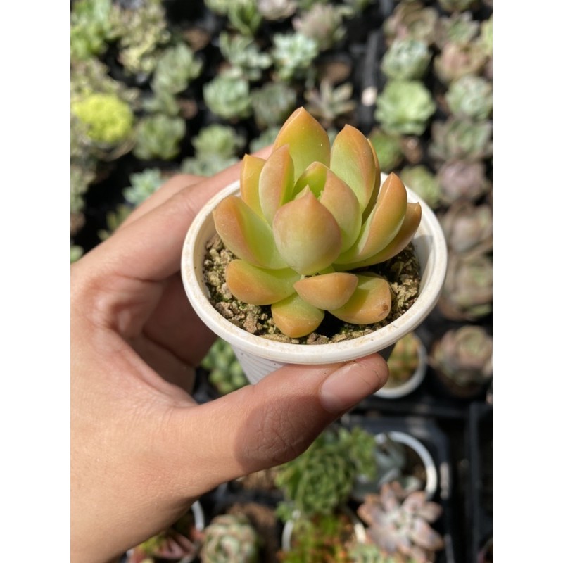 Sen đá Đá xanh lá mập 5cm