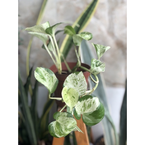 Cây Trầu Bà Manjula pothos
