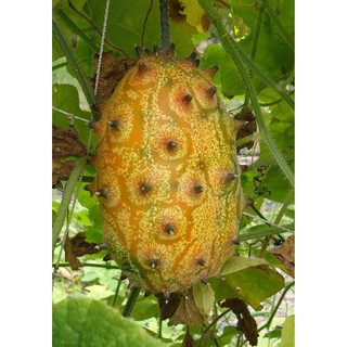 Hạt giống dưa chuột gai châu phi