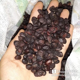 Hạt dổi nếp
