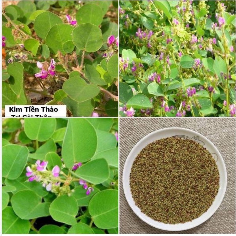Hạt giống Kim tiền thảo  gói 50 hạt
