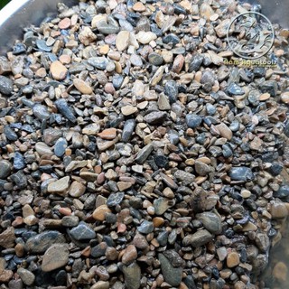 Sạn Suối - Sỏi Suối Tự Nhiên | Sạn Trải Nền Cực Đẹp Cho Bể Cá Cảnh, Thuỷ Sinh