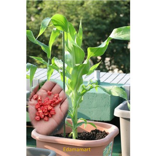 20g Hạt giống Bắp Ngọt NHẬT "Gold Rush"  (Ngô ngọt Nhật Bản) - Ngô của hương vị sữa mạnh, ngon, Shiroi ngọt. Tặng kèm HD