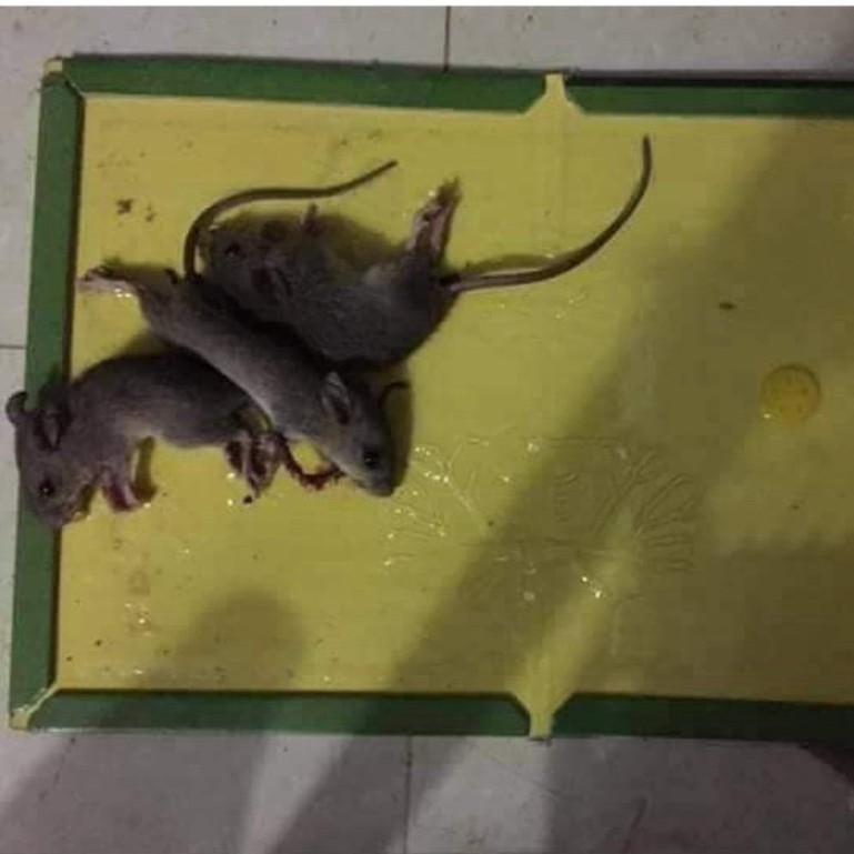 Keo Dính Chuột