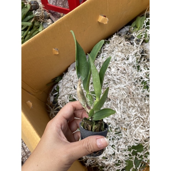 Lan Cattleya Mini Varut Valentino - Cây Giống