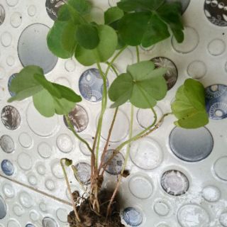 Cỏ may mắn_ cỏ ba lá