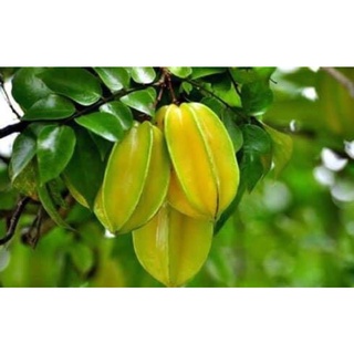 Cây giống khế ngọt