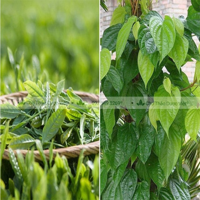 Lá trầu không khô 100g