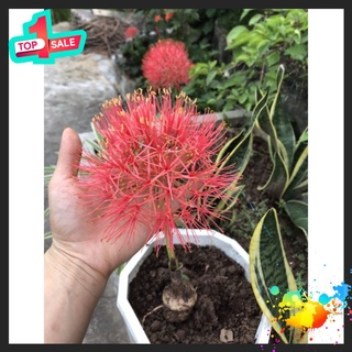 🍀BAO CHẤT🍀Củ hoa Hồng Tú cầu