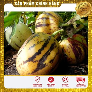 Hạt Giống Dưa Pepino (dưa sọc vàng)