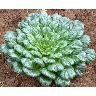 Hạt Giống Cải Hoa Hồng Tatsoi (3000 Hạt) - [MUA 3 TẶNG 1 CÙNG LOẠI] - Dinh Dưỡng , Năng Suất Cao