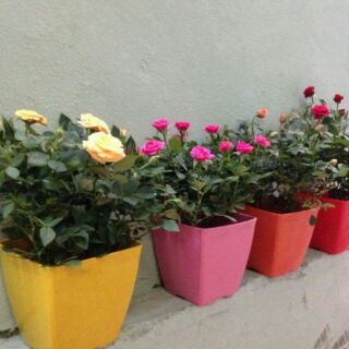 Chậu vuông 20cm sắc màu
