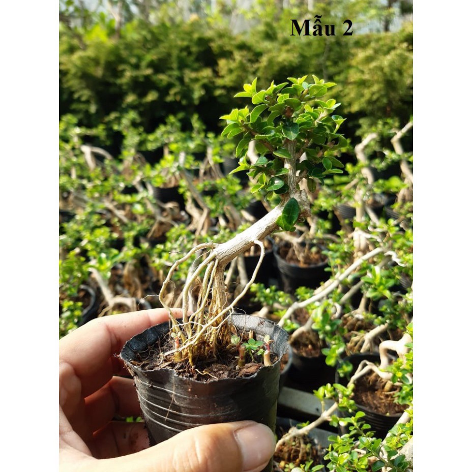 Sam hương mini (siêu mini) trang trí tiểu cảnh, Terrarium văn phòng Hà Nội