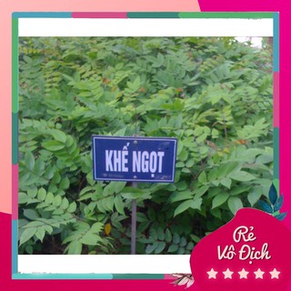 Cây khế ngọt, cây khế giống, khế ngọt - caygiong-f1