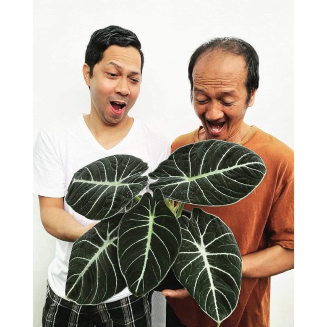 Alocasia Black Velvet- Rồng đen, cây con khoẻ mạnh