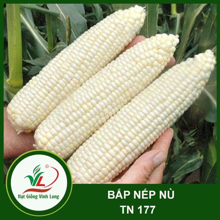 Hạt giống Bắp nếp nù TN 177 - 100g