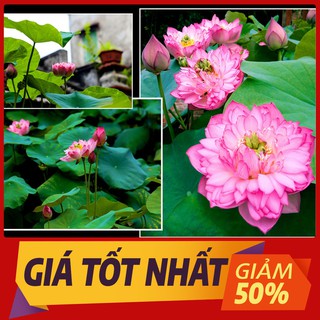 Hạt giống Hoa Sen Cung Đình Màu Hồng (100% Hạt chắc).Hạt Giống Sen Qúy hạt mới, tỷ lệ nảy mầm cao (Túi 5 Hạt )